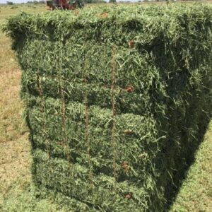 Lentil Hay