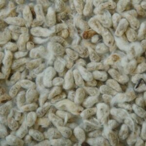 Cotton Seeds